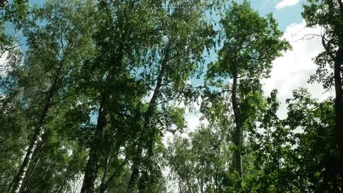 Bright Morning In Forest Grove
