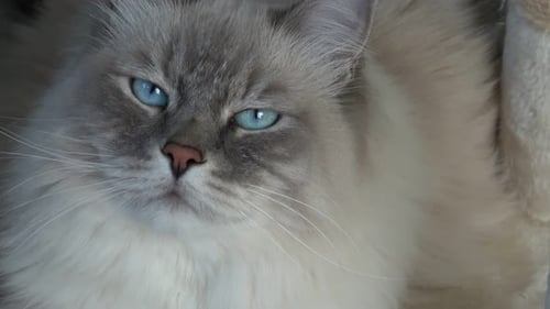 Close Up of Beautiful Cat with Blue Eyes
