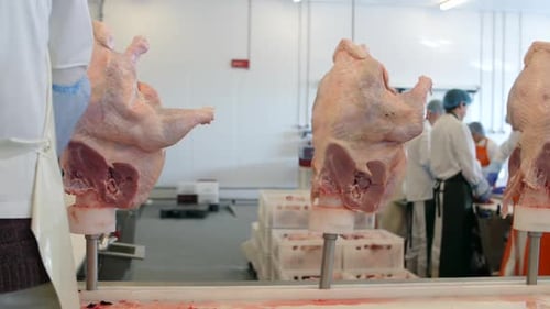 Meat Processing in Food Production Factory