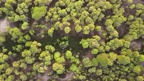 Green Forest Aerial Africa
