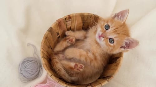 Sweet Ginger Kitten Curled in Wicker Basket