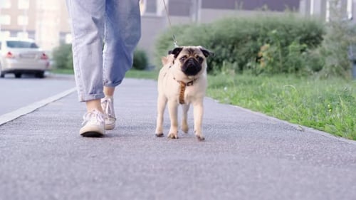 Pug Puppy Walking with Owner Cute Funny Pug Dog Runs Along the Road at Summer in Park Pug Owner