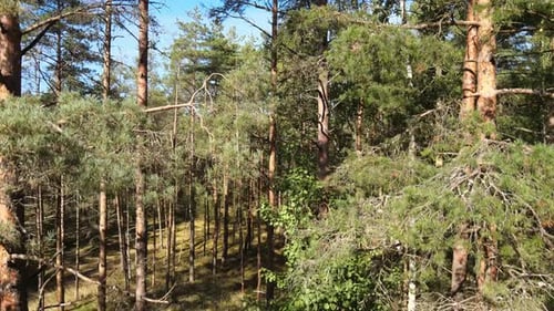 Forest trees