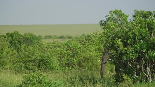 Elephant walking between bushes