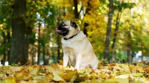 Surprised, Emotional and Funny Pug Dog Sitting on Yellow Leaves in Sunny Autumn Forest