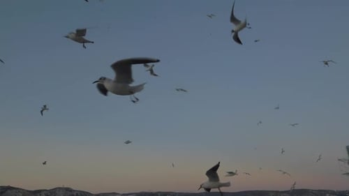 Lazy Floating Seagulls