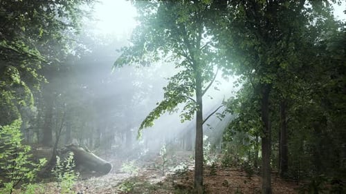 Sunlight Filtering Through Misty Forest Trees