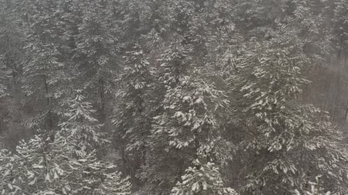 Aerial View of Snowy Forest in Winter