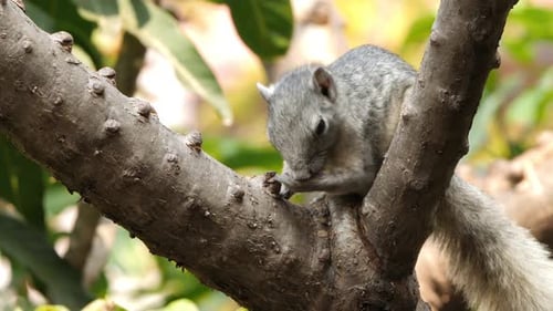 Squirrel Eating Food While Sitting on Branch