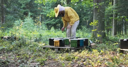 Small Houses for Bees Beehives an Apiary in the Forest a Man Protected From Being Bitten By a Yellow