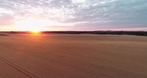 Aerial View of Wheat Field at Dusk Agriculture