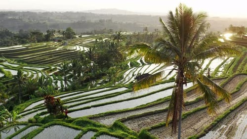 Aerial View of Tropical Rice Terraces with Farmer