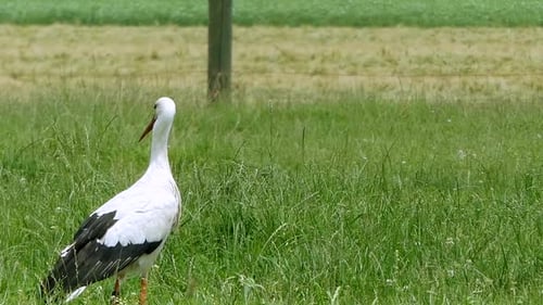 a stork looking for something to eat wanders through the picture.
