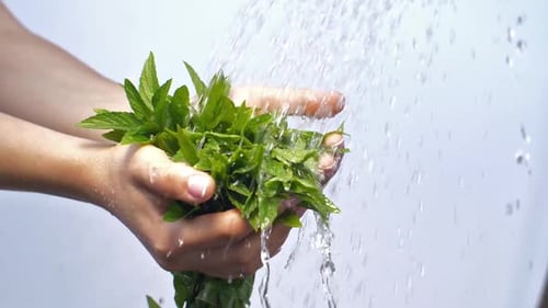 Eau qui coule sur les mains de la femme avec de la menthe
