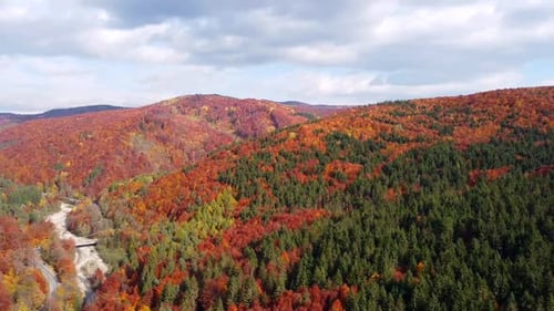 Orange und grüne Farben im Wald, Luftaufnahme rechts