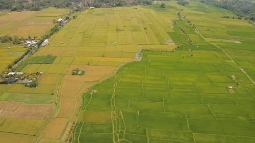 Terrace Rice Fields BaliIndonesia