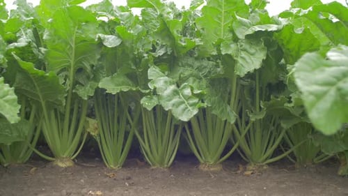 Tilt up of beet plants