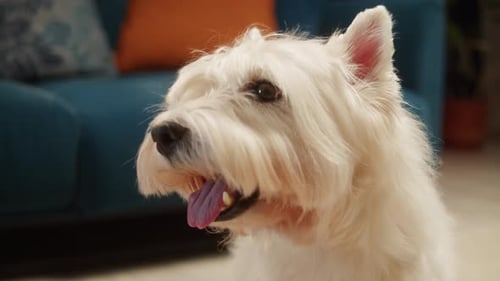 Close up of a Panting White Dog