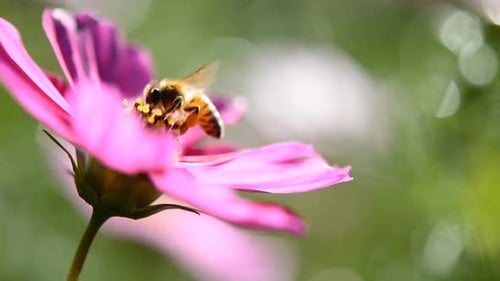 Bee Collecting Pollen from a Pink Flower
