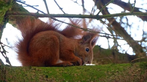 Roter Squirell isst Walnuss