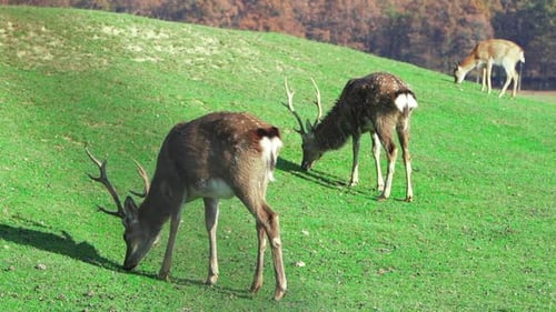 Young Deer Graze on Green Lawn, Spring Season. Cute Animals on the Farm