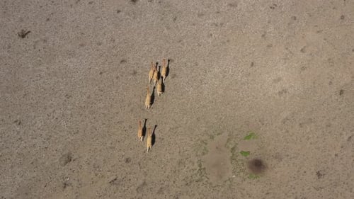 Bird eye view of a small group of lamas of vicunas moving towards the animals