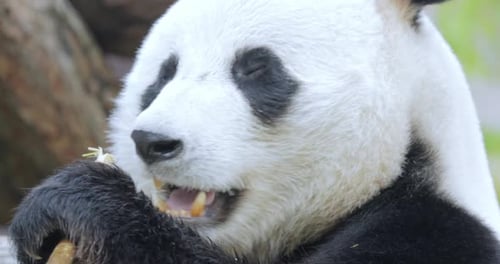 Riesenpanda Ailuropoda Melanoleuca Auch bekannt als der Pandabär
