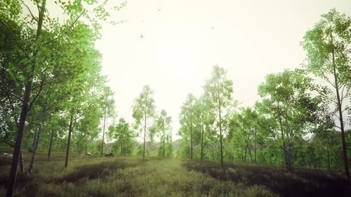 Windy Forest Field Pass Through 4K 01