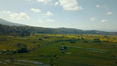 Schöne aufsteigende Luftaufnahme über grünen Feldern im ländlichen Bali, während die Kamera über die Landschaft schwenkt