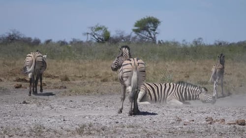 Zebra Rolling in dust of the African Savanna