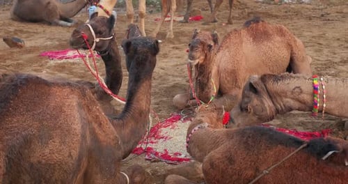 Kamele beim Pushkar Mela Camel Fair Festival auf dem Feld beim Essen und Kauen bei Sonnenaufgang. Puschkar, Rajasthan