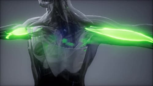 Scientific 3D Visualization of Human Arm Muscles