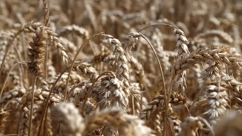 Wheat Field Close-Up on a Sunny Day