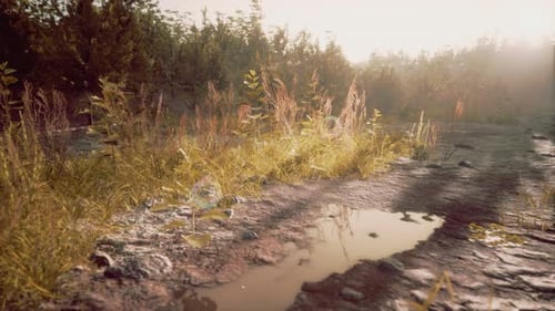 Puddles and Mud and Green Grass on a Dirt Road