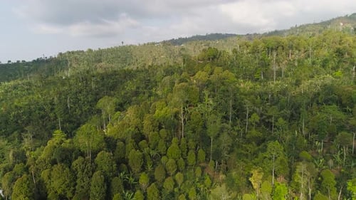 Aerial View of Lush Tropical Jungle Landscape