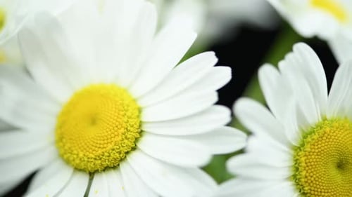Close Up View of Daisies