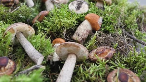 Fresh Porcini Mushroom in Green Moss. Autumn Harvest Concept. Boletus Edulis, Cep Mushrooms. Copy