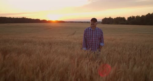 Senior Adult Farmer Walks in a Field of Wheat in a Cap at Sunset Passing His Hand Over the Golden