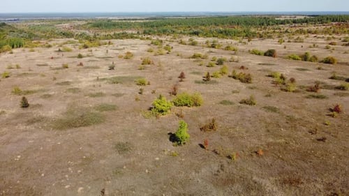 Plain Fields Trees From a Bird's Eye View