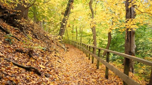 moving slowly on autumn path in forest