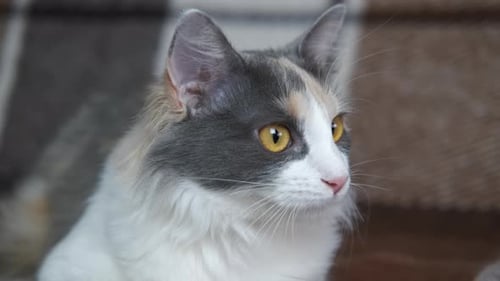 Weiße graue Katze im Zimmer