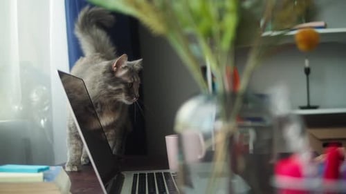 Fluffy Cat Investigates Laptop on Desk