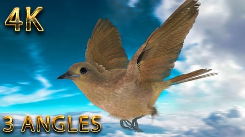 Seamless Loop Flying Bird Animation