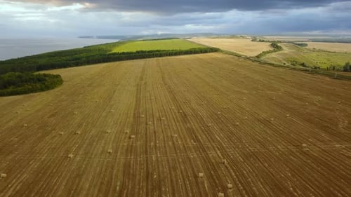Field With Haystack