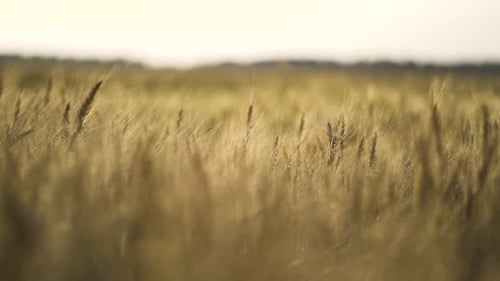 ein Weizenfeld schoss Nahaufnahme des Hintergrundbildes