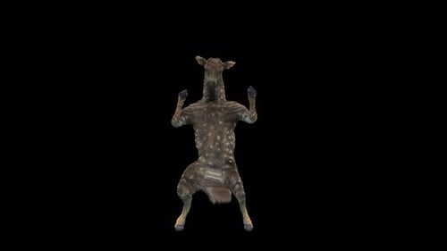 Animated 3D Deer Dancing on Hind Legs Seamless Loop