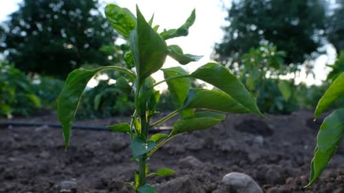 Green Pepper Plants Growing in a Field