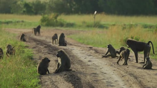 Troop of Baboons Playing in Rural Environment