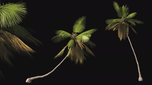 A set of tropical palms on a transparent background with an alpha channel.