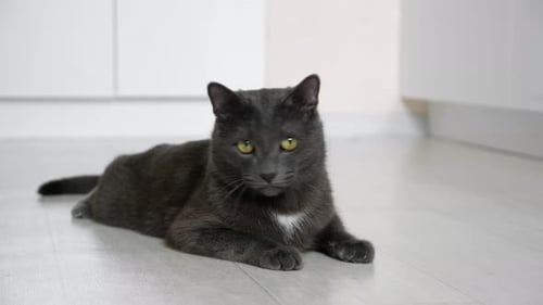 Gray Cat Resting on Floor Indoors
